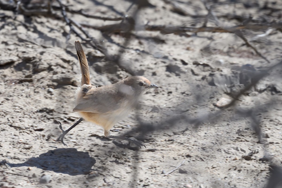 Sandy Gallito - ML646311665