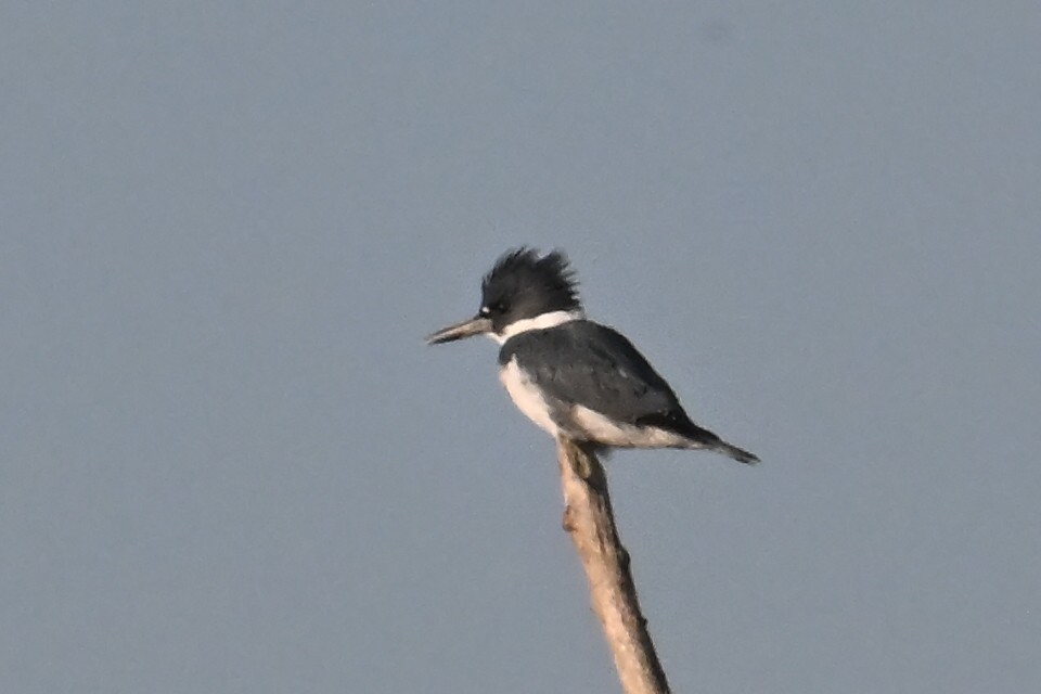 Belted Kingfisher - ML646311667