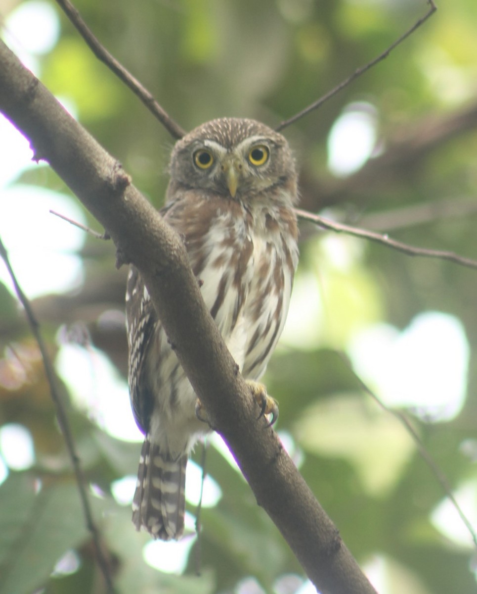 Ferruginous Pygmy-Owl - ML646311668