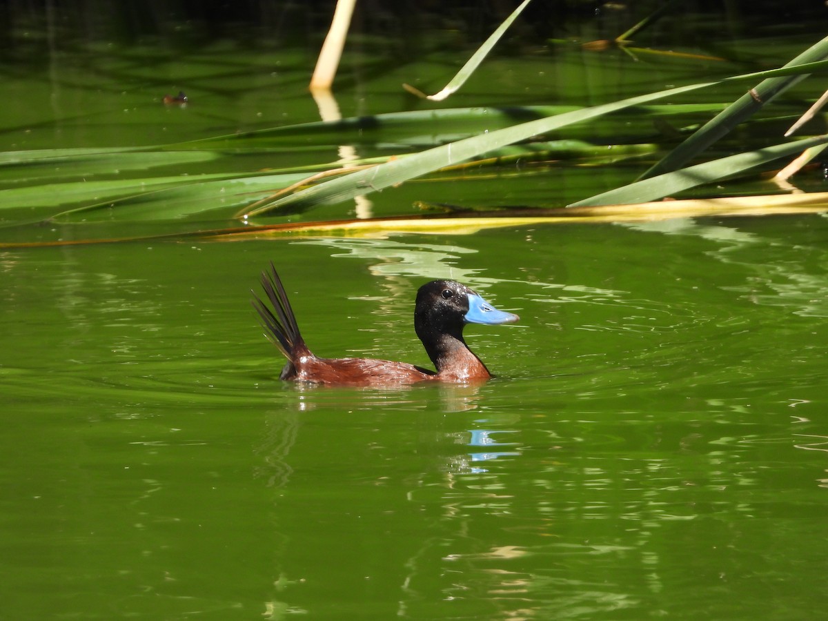 kachnice argentinská - ML646311669