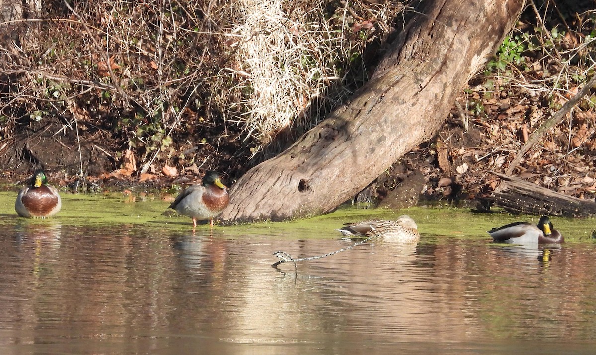 Mallard - ML646311670