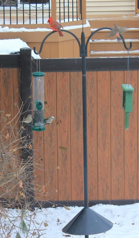 House Finch - ML646311674