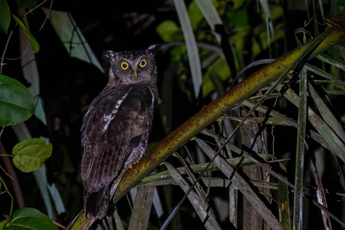 Akun Eagle-Owl - ML646311675