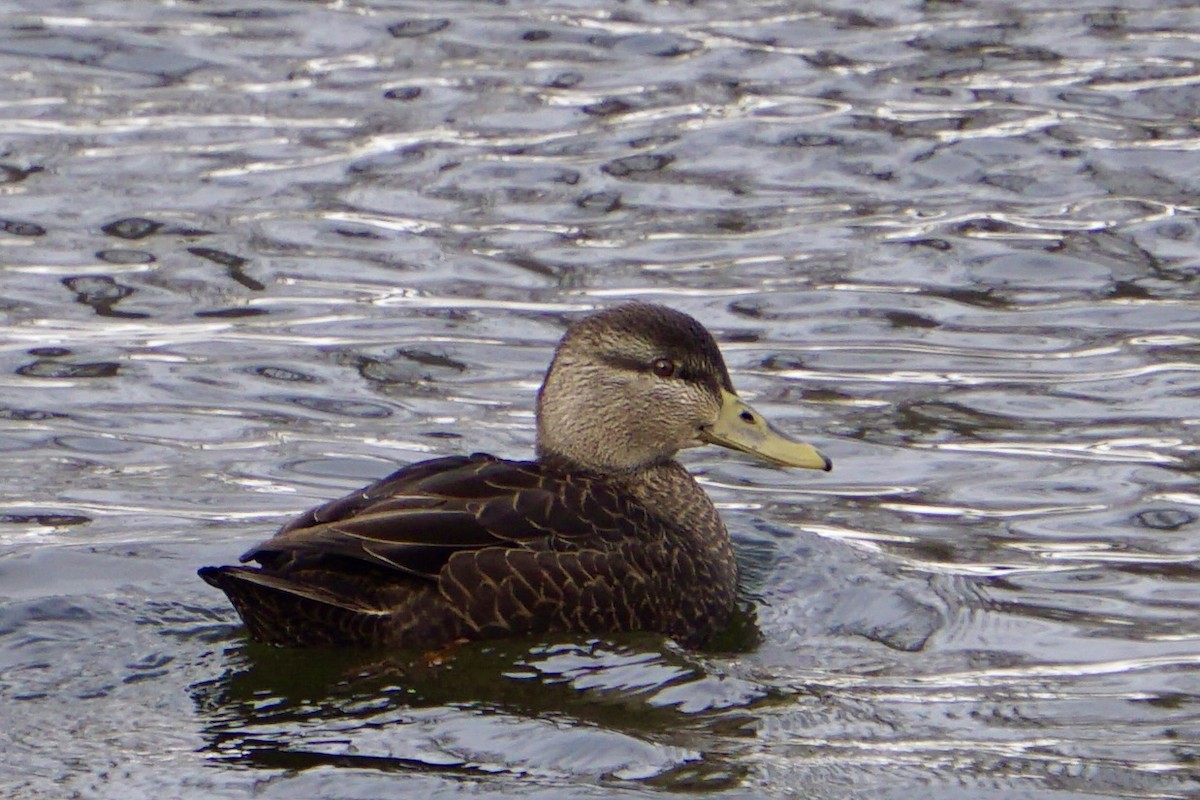 American Black Duck - ML646311676