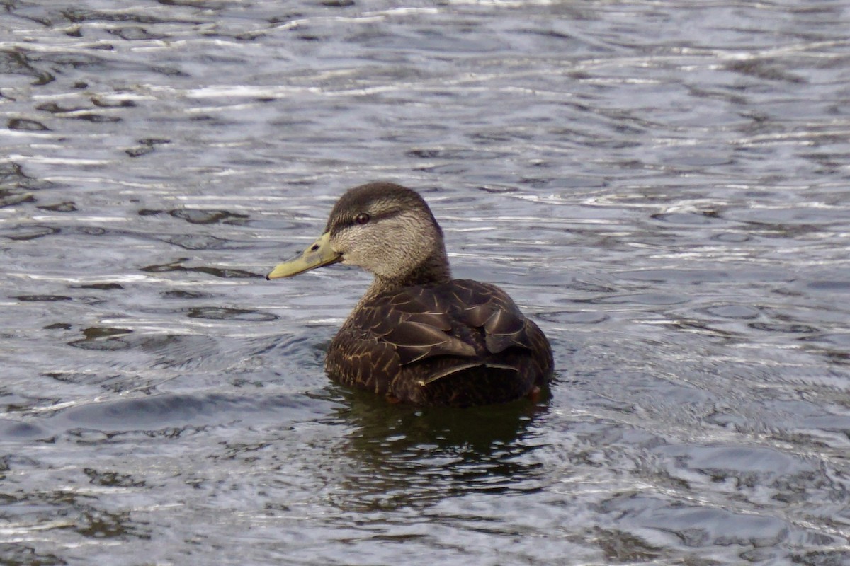 American Black Duck - ML646311677