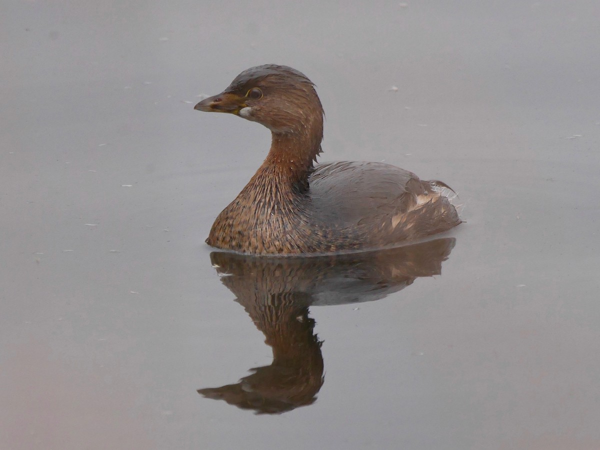 Pied-billed Grebe - ML646311680