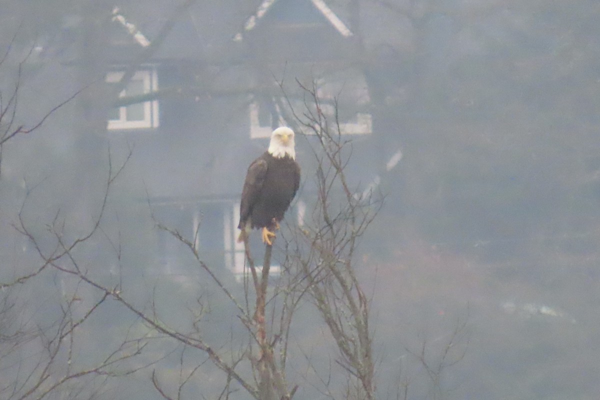 Bald Eagle - ML646311681