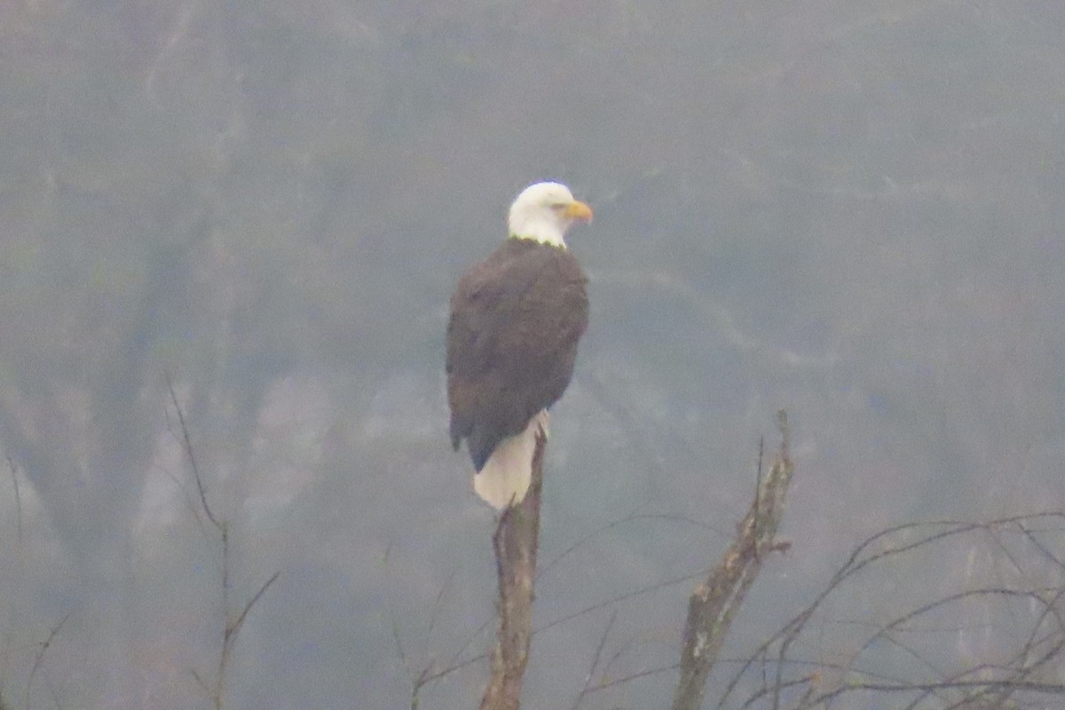 Bald Eagle - ML646311682