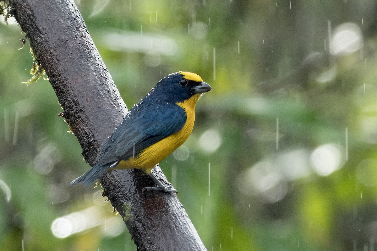 Yellow-crowned Euphonia - ML646311683