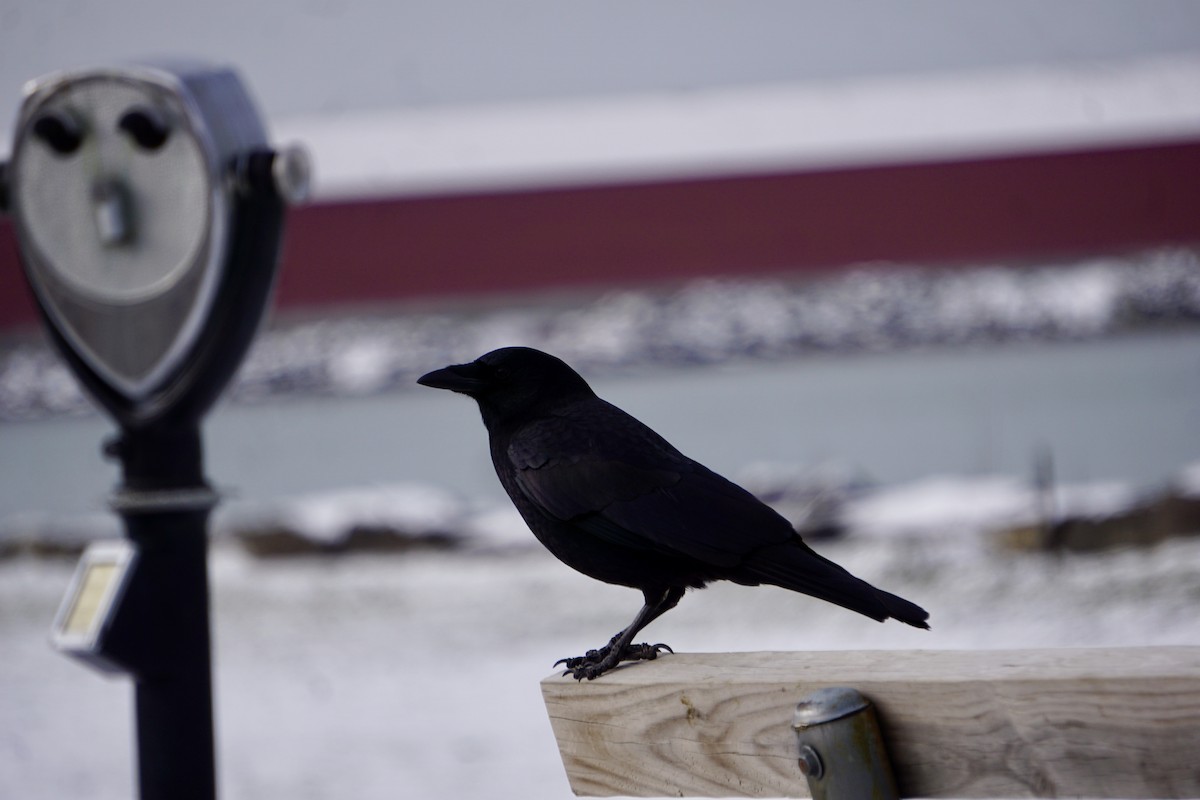 American Crow - ML646311686