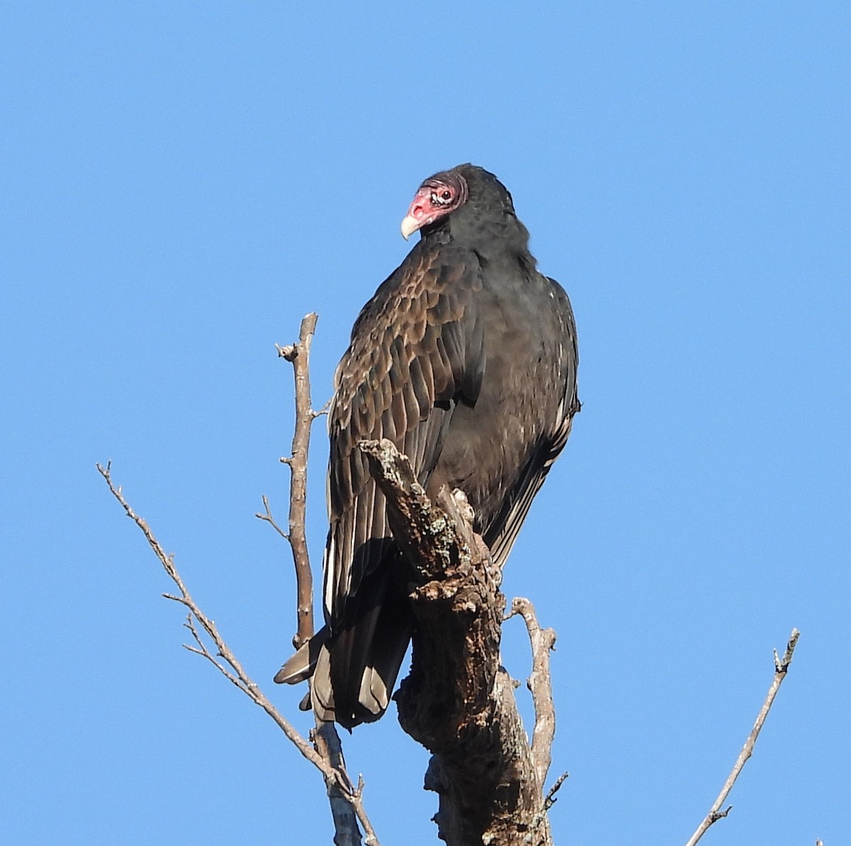 Turkey Vulture - ML646311687