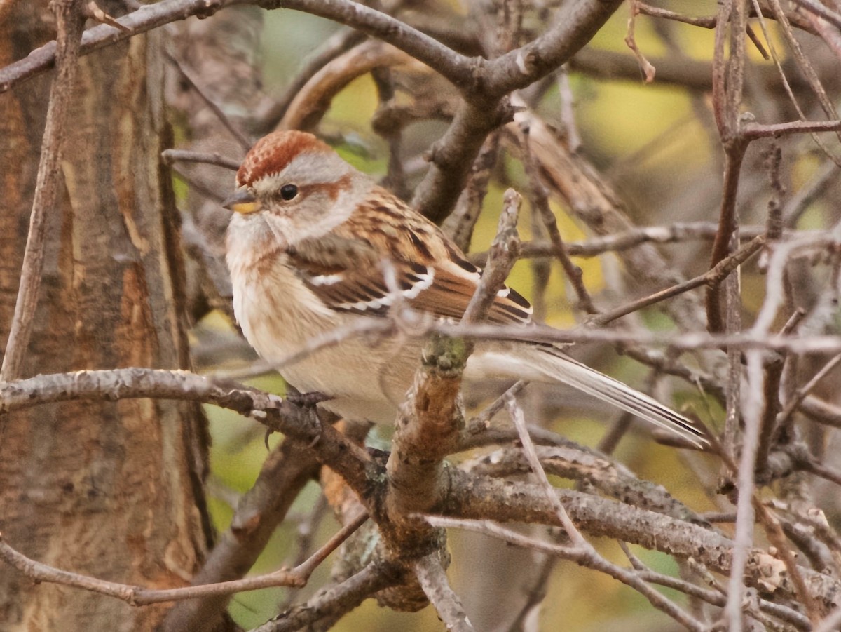 American Tree Sparrow - ML646311688