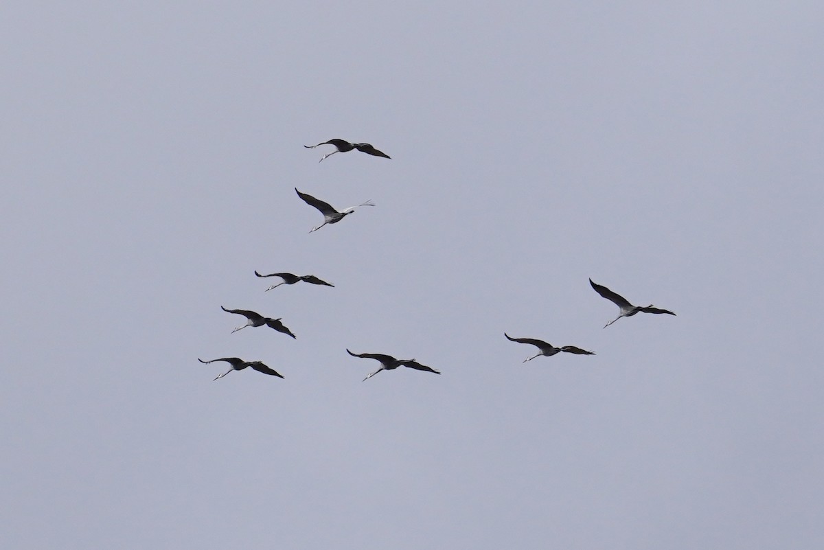 jeřáb kanadský - ML646311689