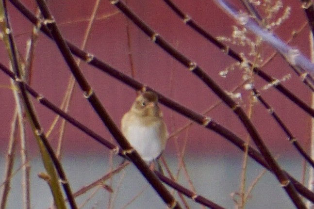Field Sparrow - ML646311690