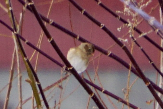 Field Sparrow - ML646311691