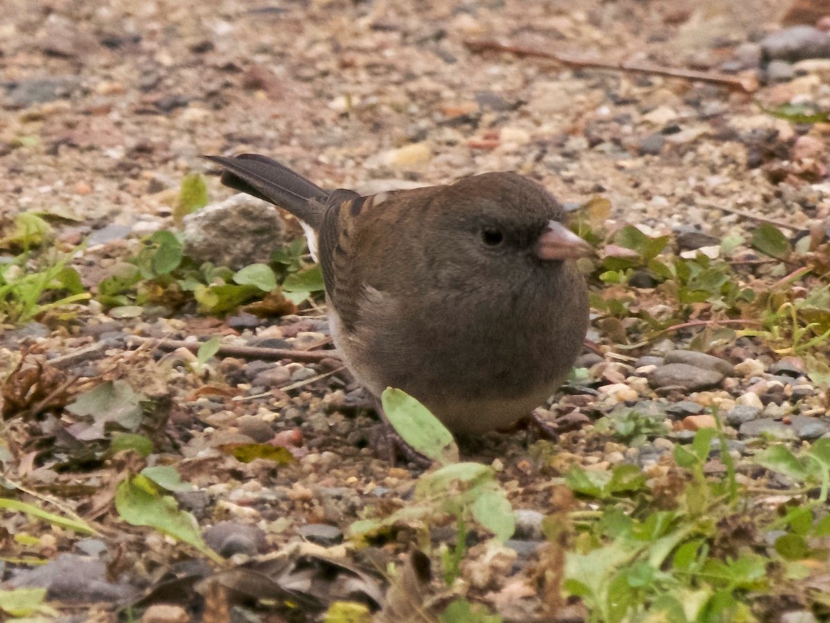 Dark-eyed Junco - ML646311692