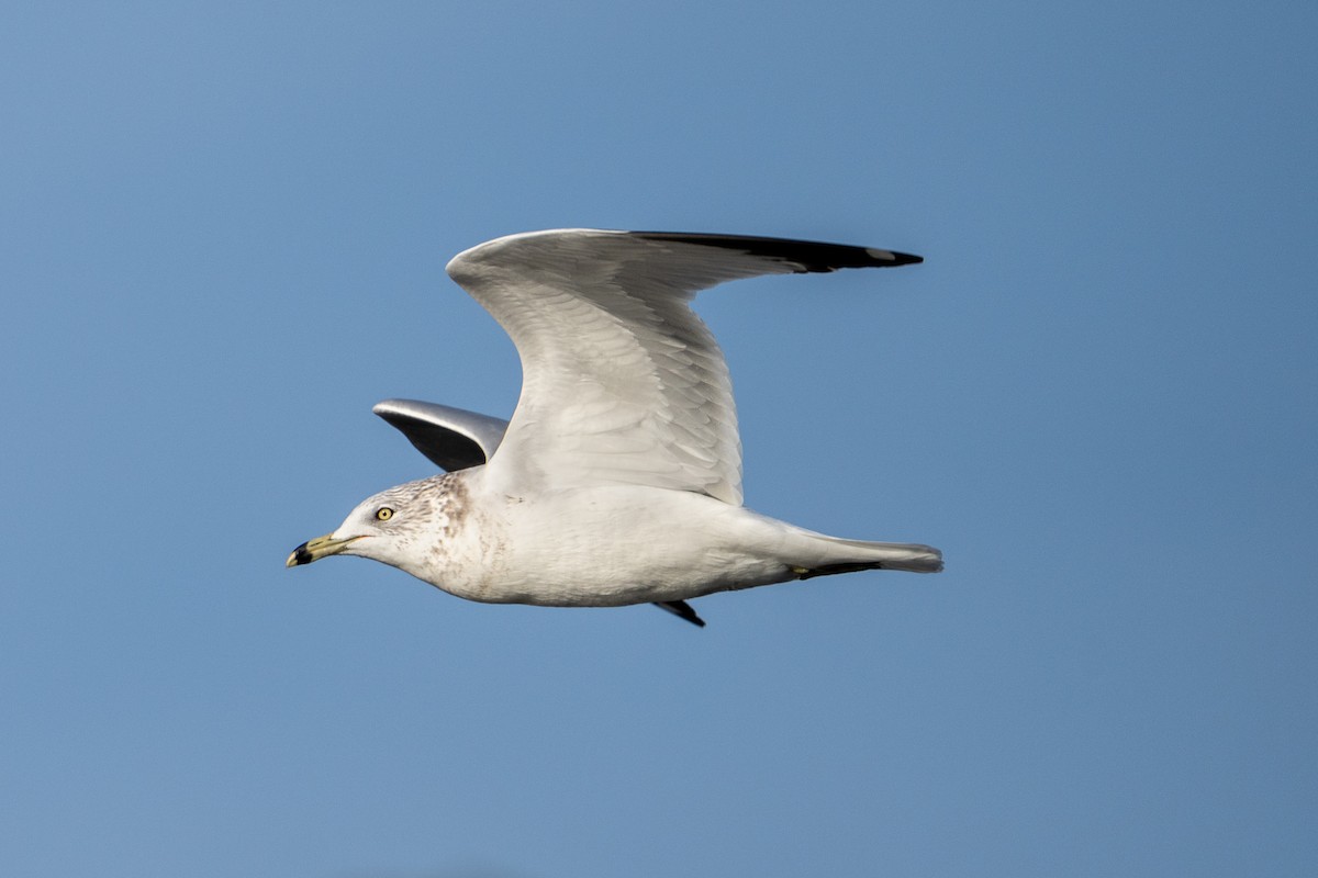 Ring-billed Gull - ML646311693