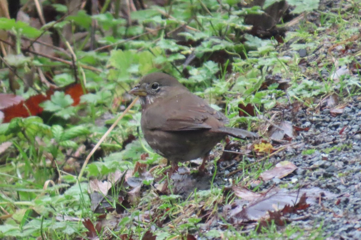 Fox Sparrow - ML646311698