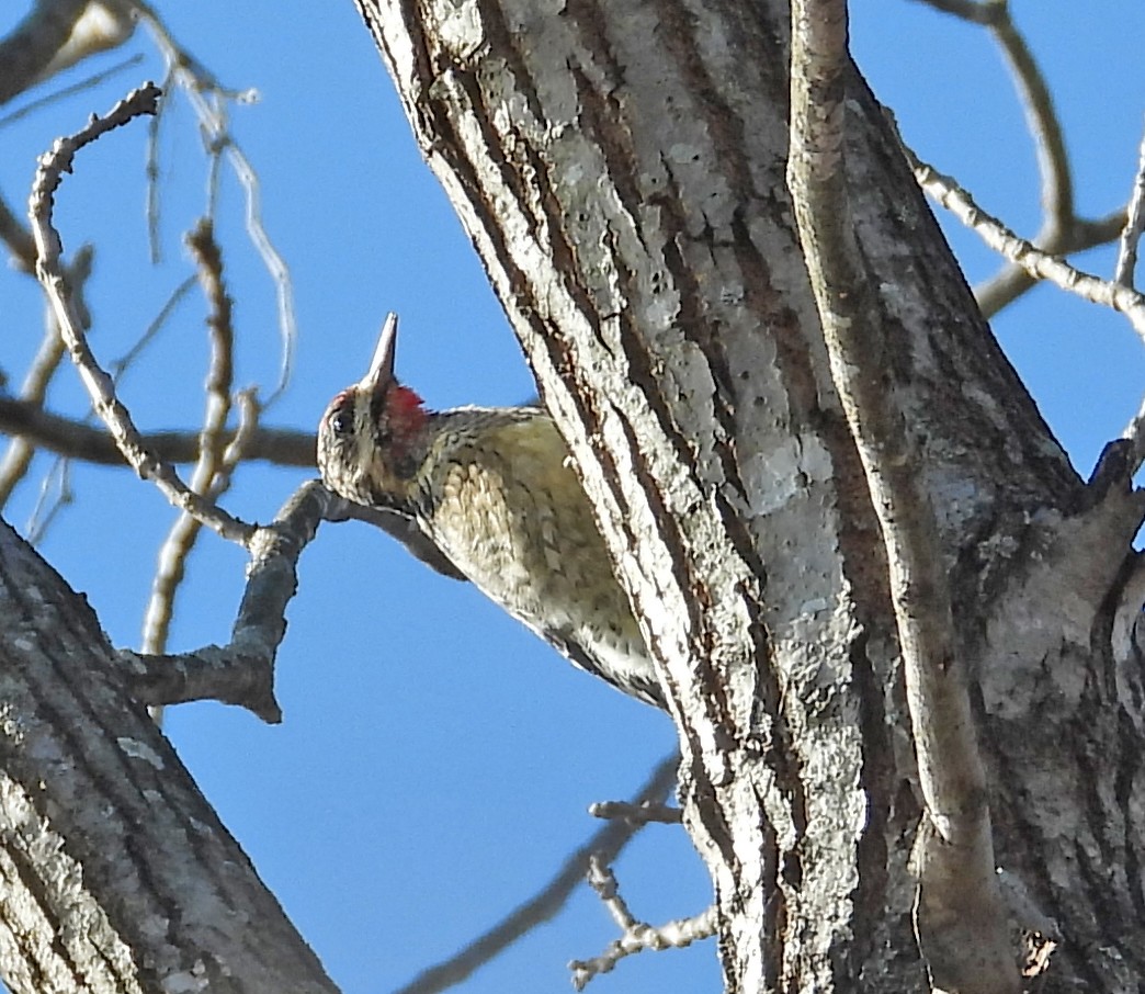 Yellow-bellied Sapsucker - ML646311704