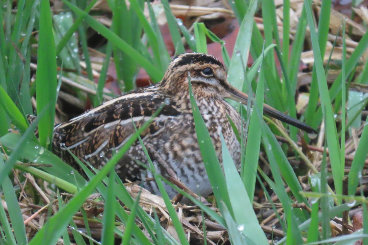 Wilson's Snipe - ML646311720