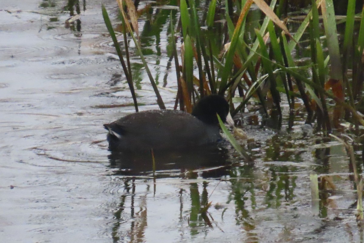 Лиска американська - ML646311724