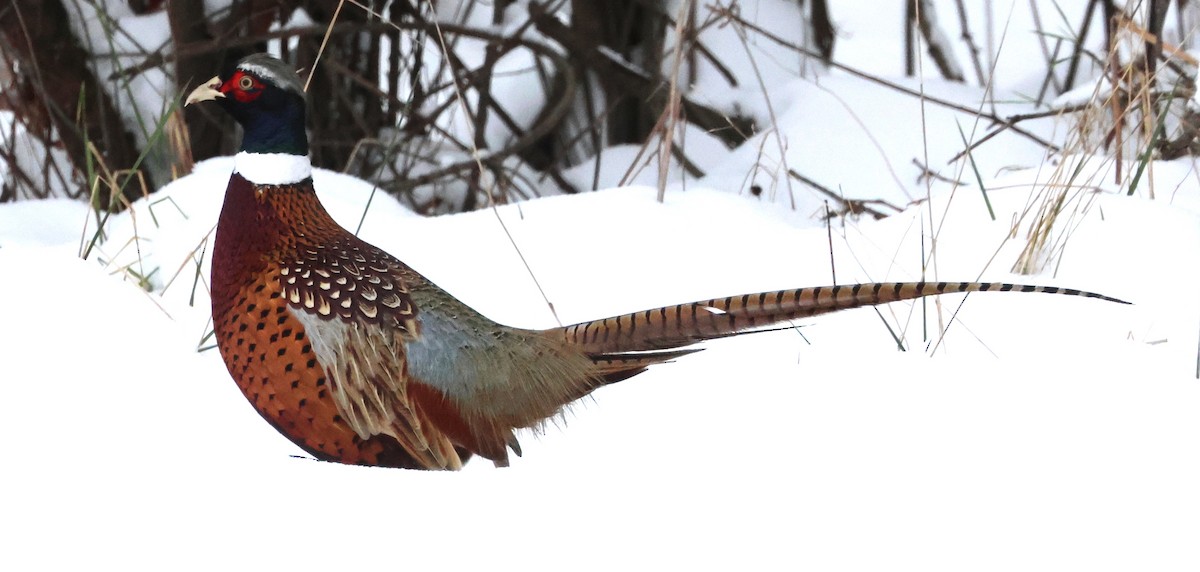 Ring-necked Pheasant - ML646311726