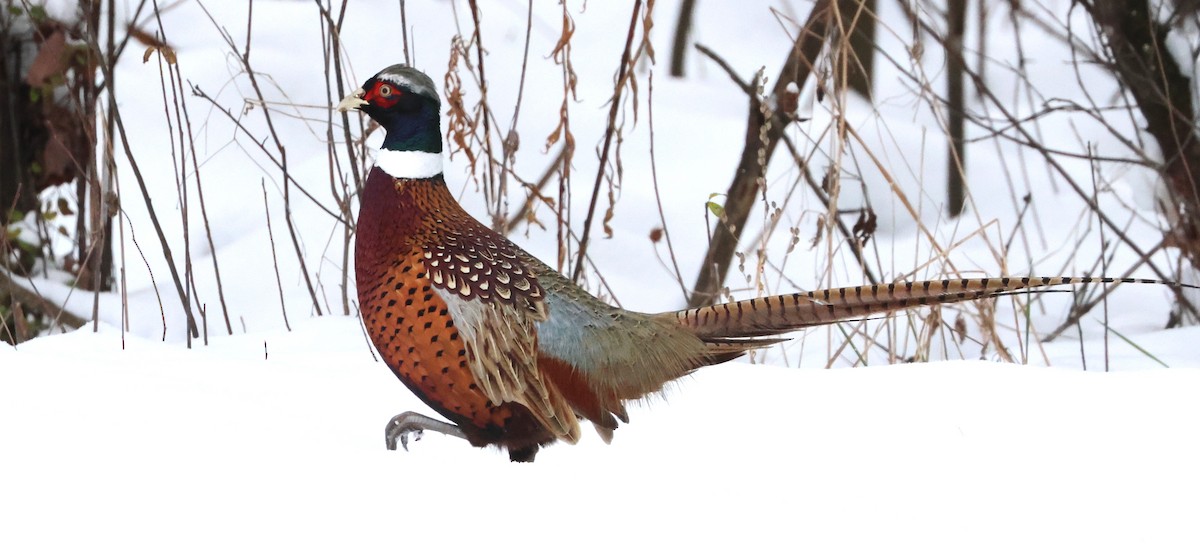Ring-necked Pheasant - ML646311727