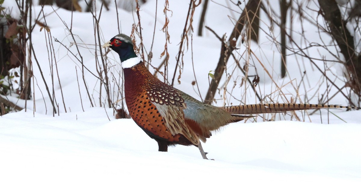 Ring-necked Pheasant - ML646311728