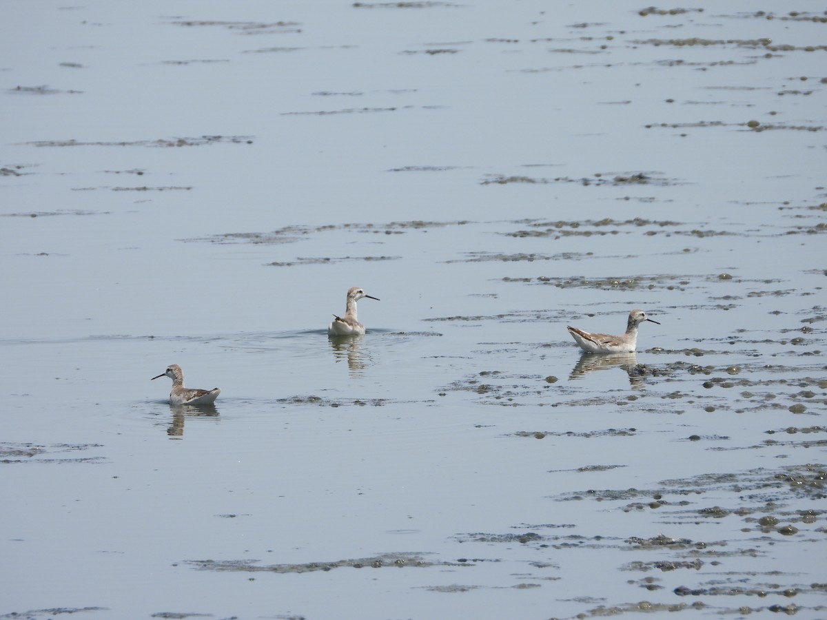 lyskonoh dlouhozobý - ML646311732