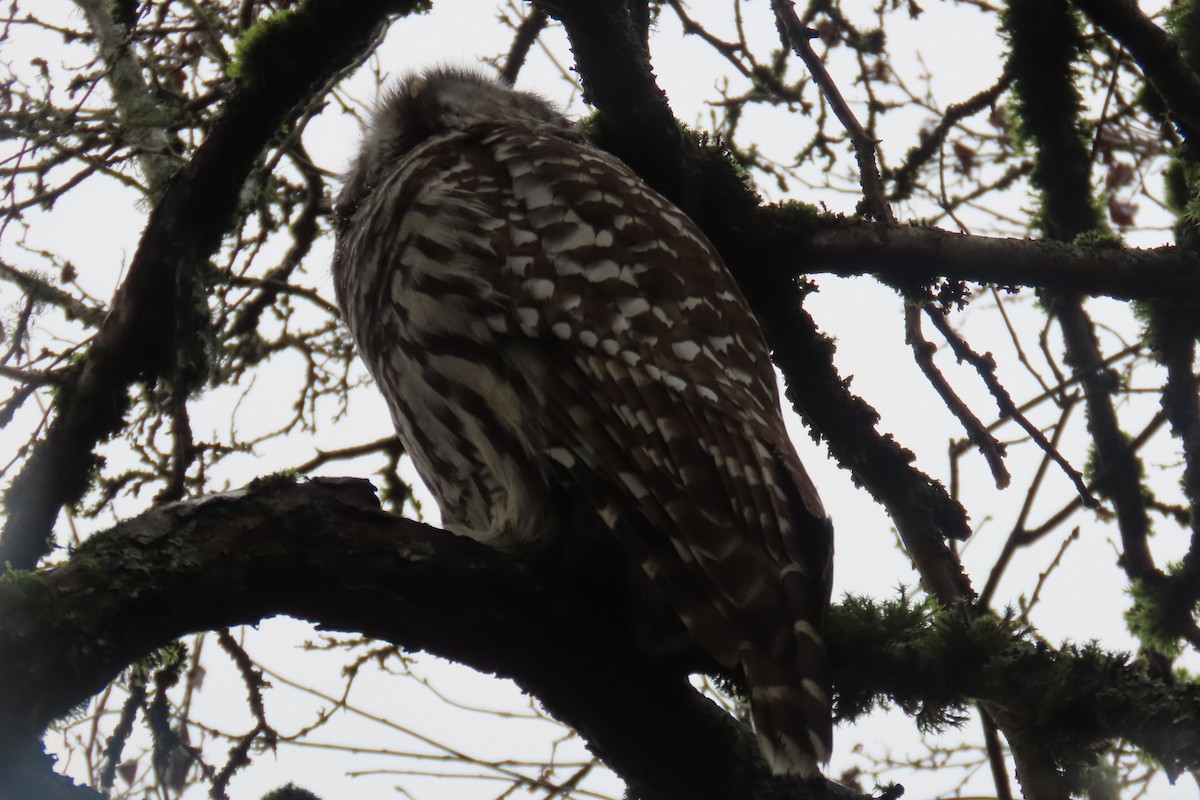 Barred Owl - ML646311733