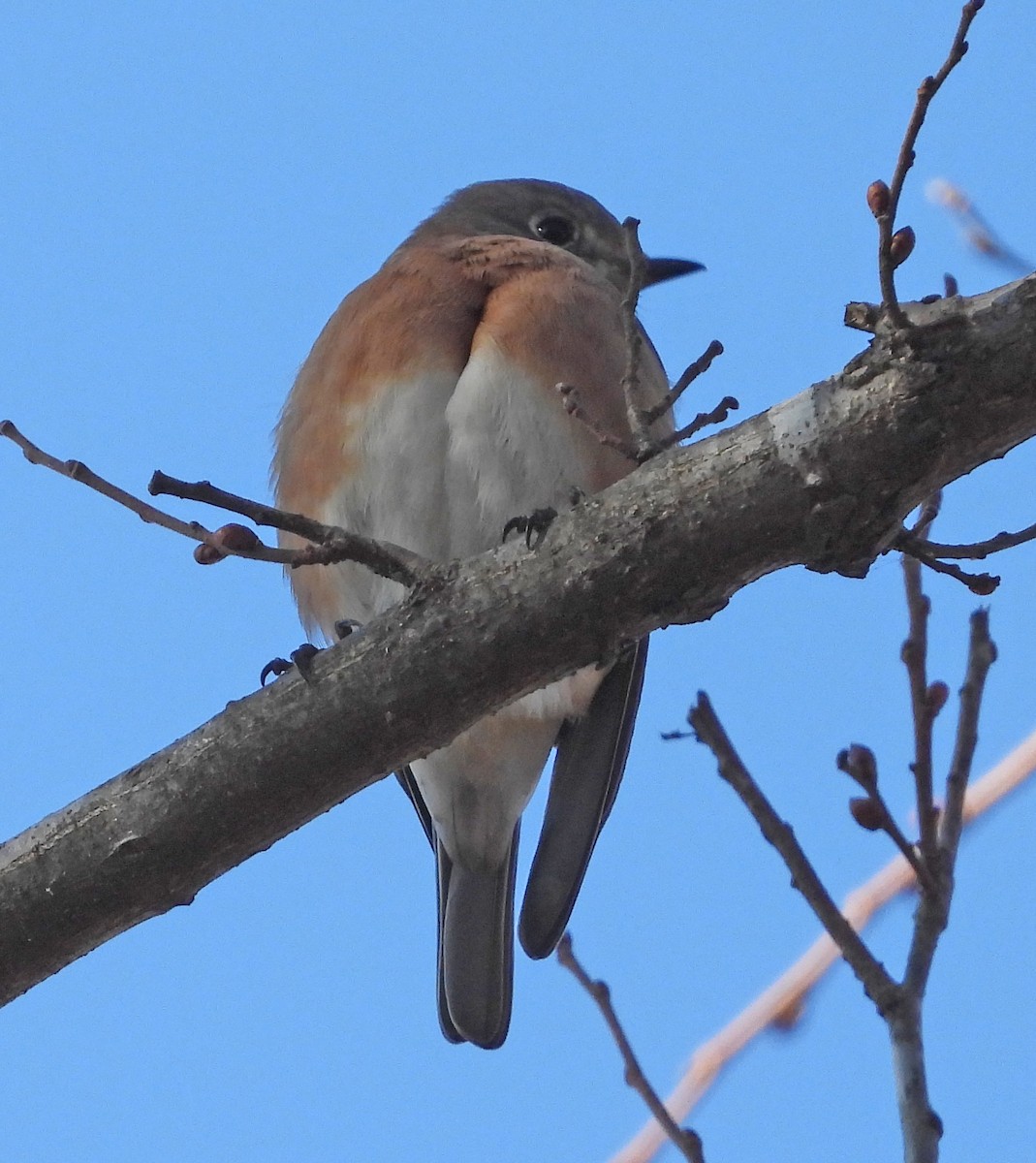 Eastern Bluebird - ML646311734