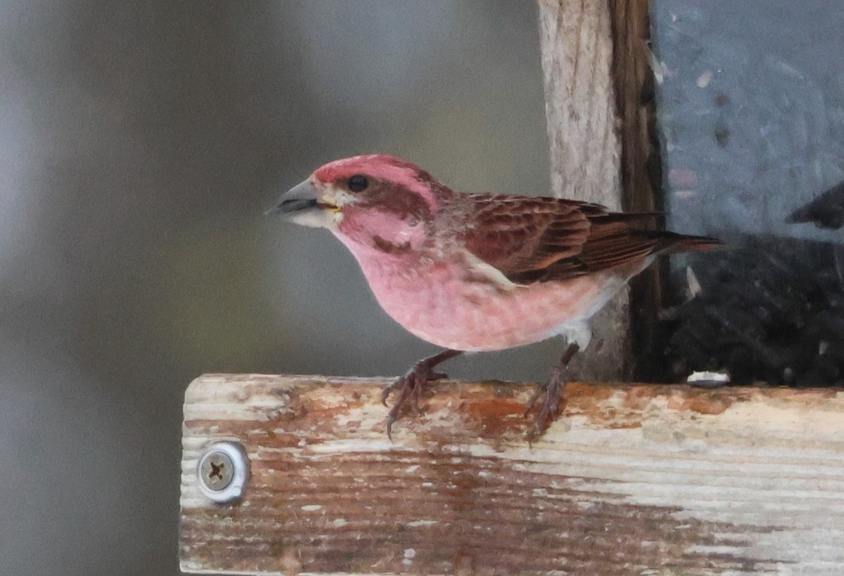 Purple Finch - ML646311738