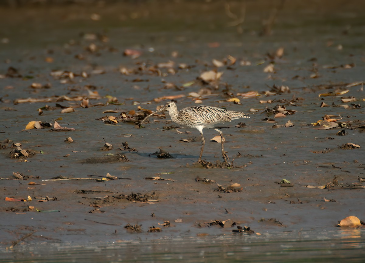 Kervançulluğu - ML646311739
