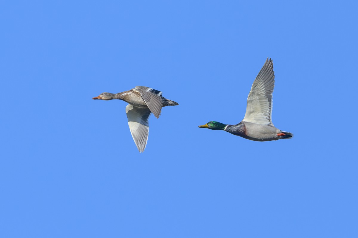 Mallard - ML646311740