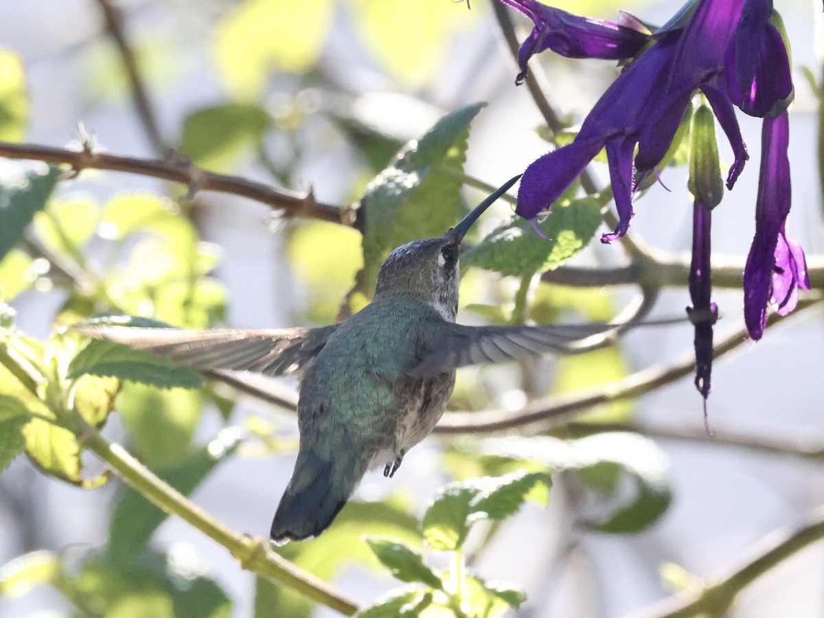 Black-chinned Hummingbird - ML646311744