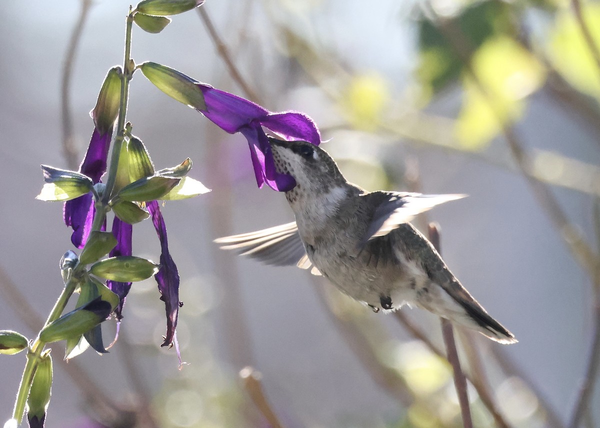 Black-chinned Hummingbird - ML646311745