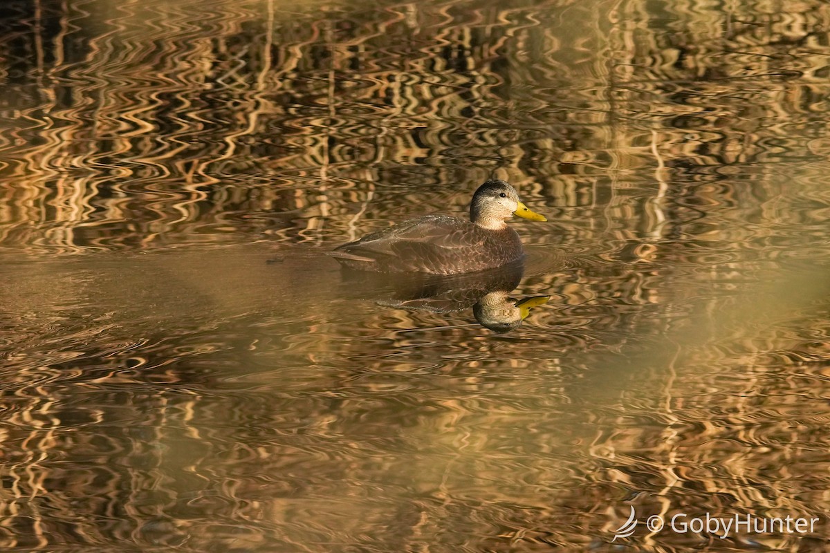 American Black Duck - ML646311746