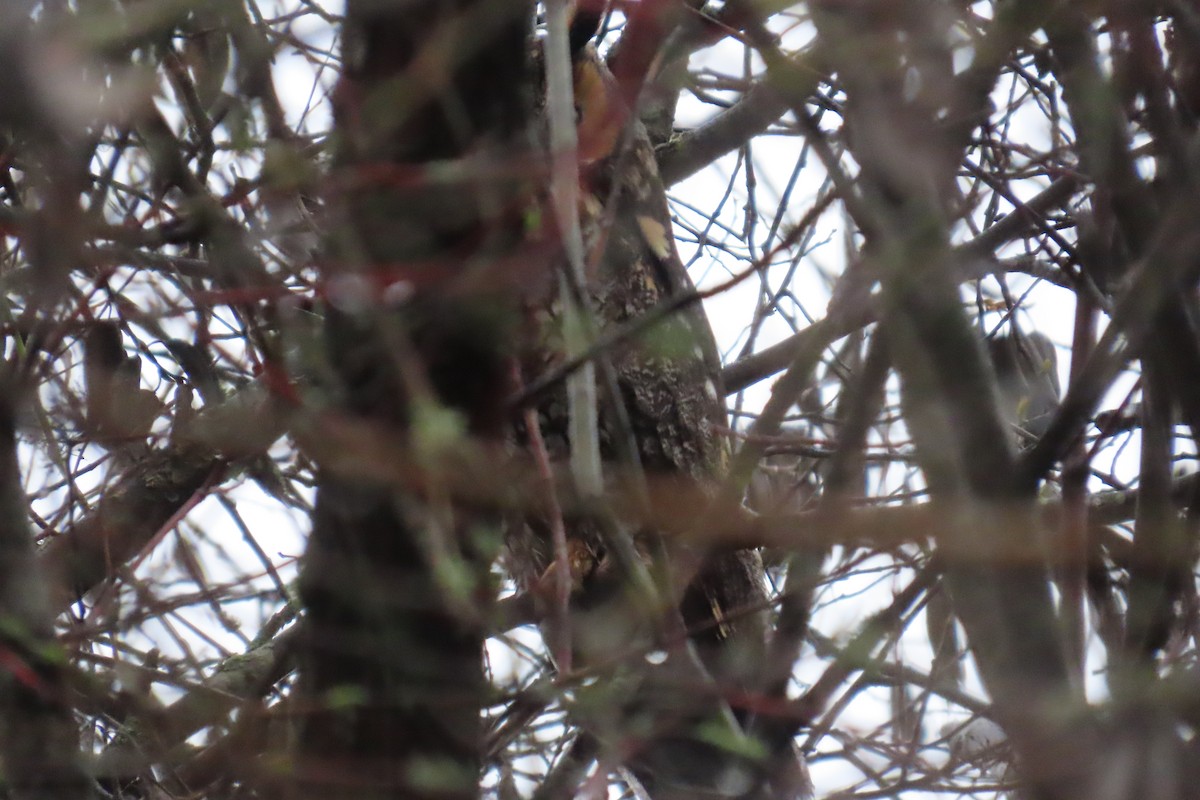 Long-eared Owl - ML646311747