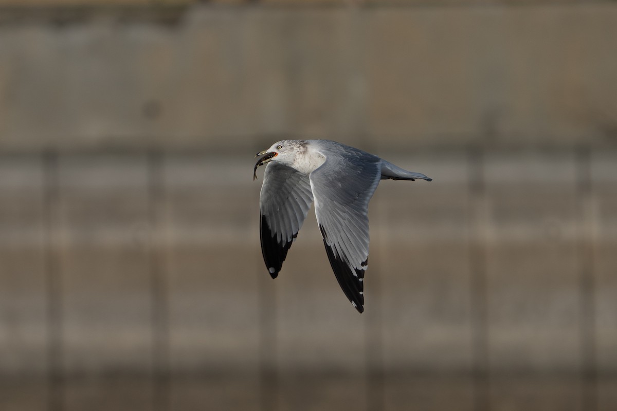 Ring-billed Gull - ML646311748