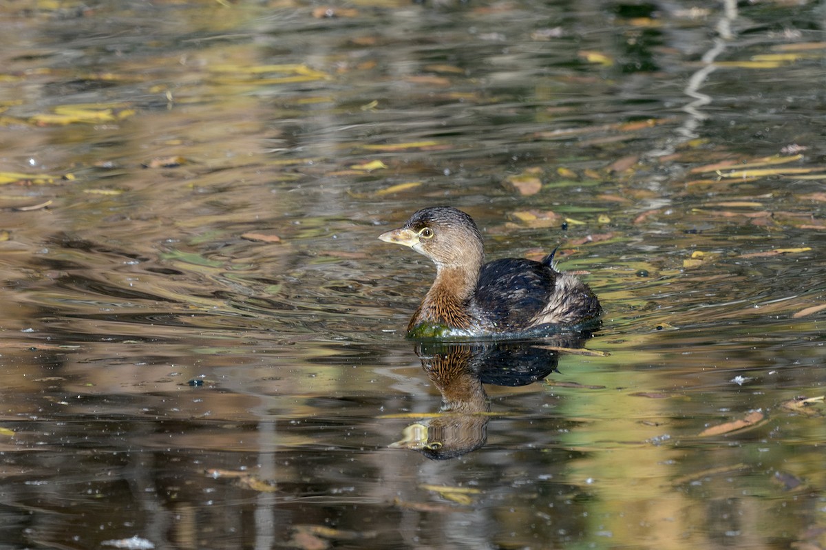 Pied-billed Grebe - ML646311752