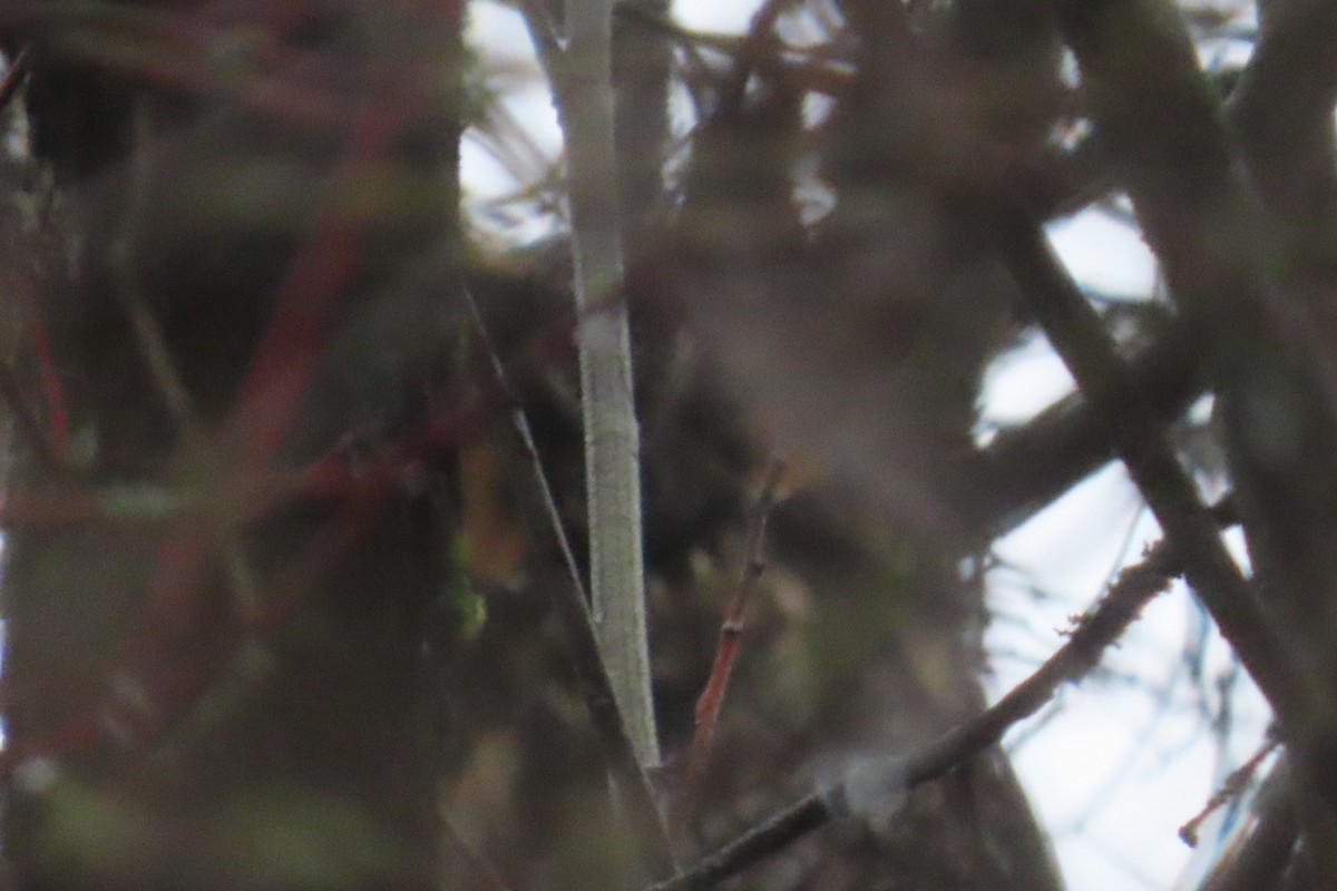 Long-eared Owl - ML646311753