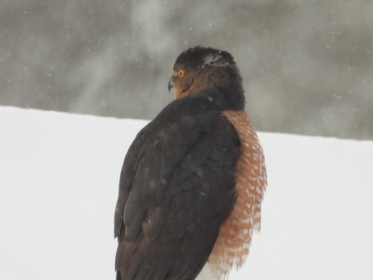 Cooper's Hawk - ML646311754