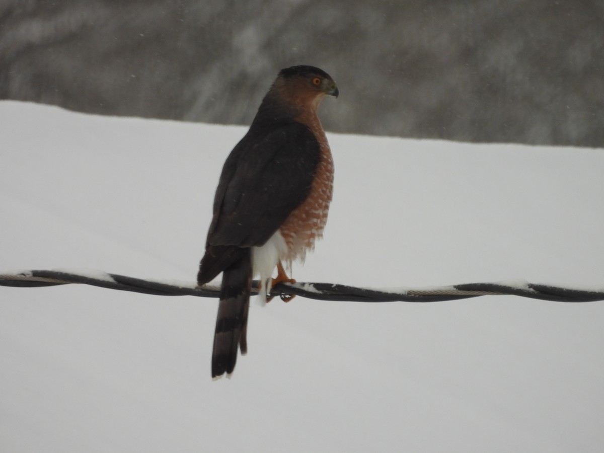 Cooper's Hawk - ML646311755