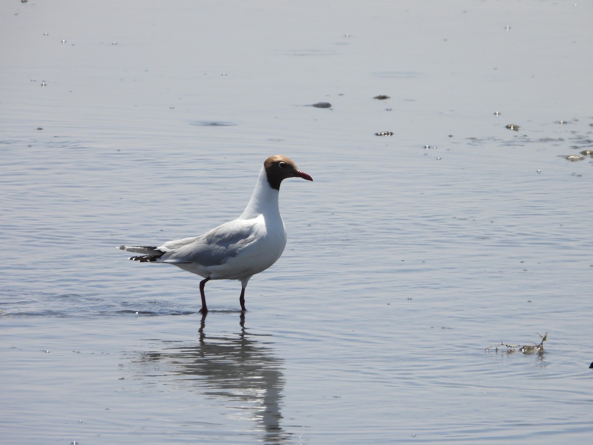 racek patagonský - ML646311761