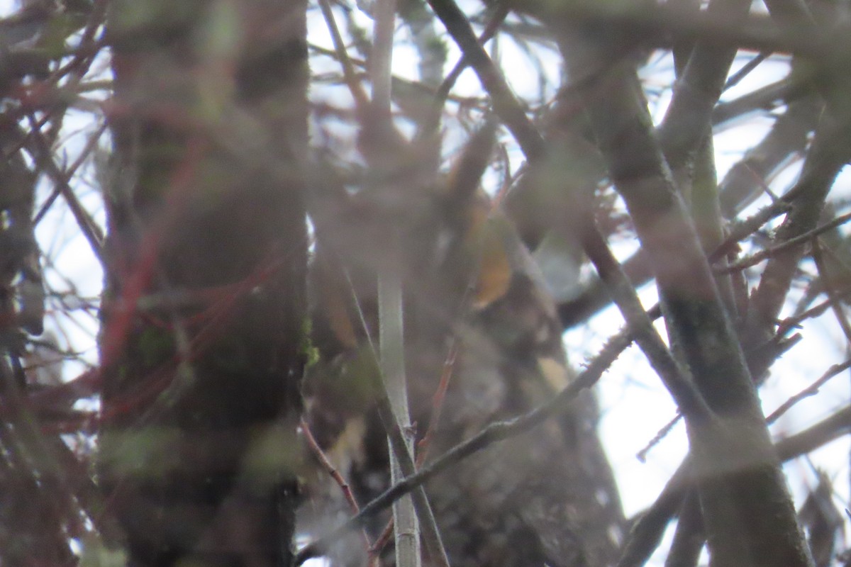 Long-eared Owl - ML646311762