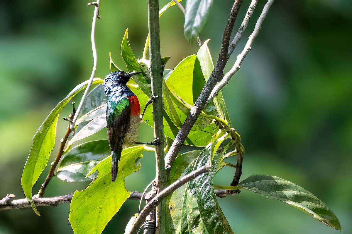 Olive-bellied Sunbird - ML646311763