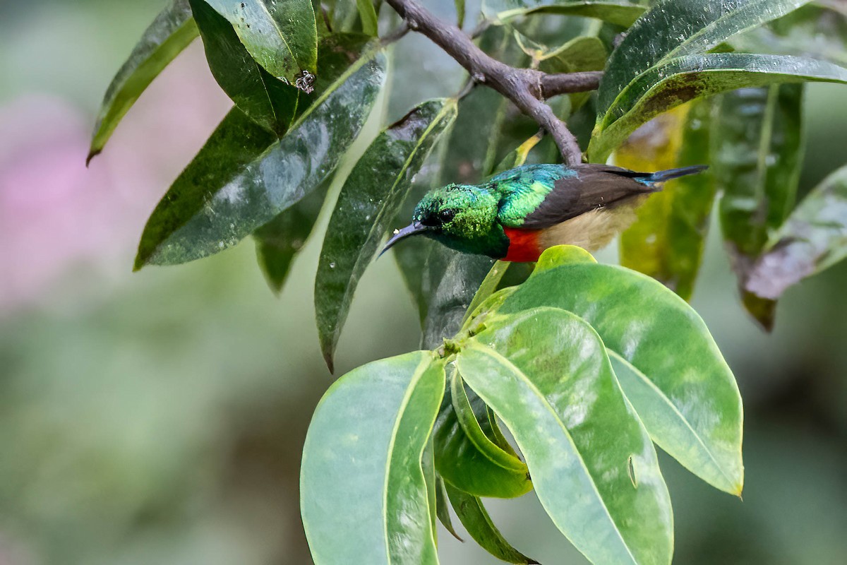 Olive-bellied Sunbird - ML646311764