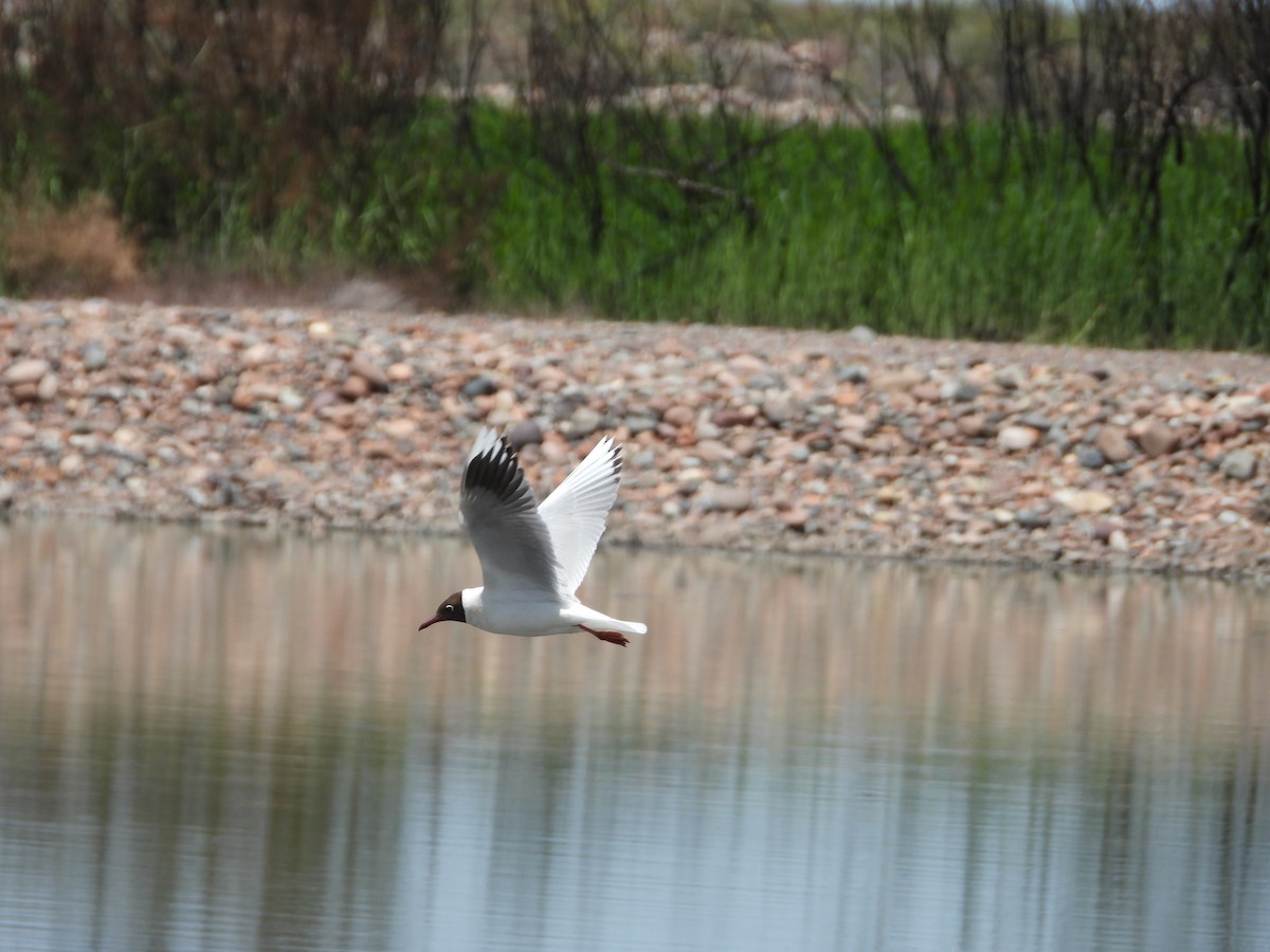 racek patagonský - ML646311767