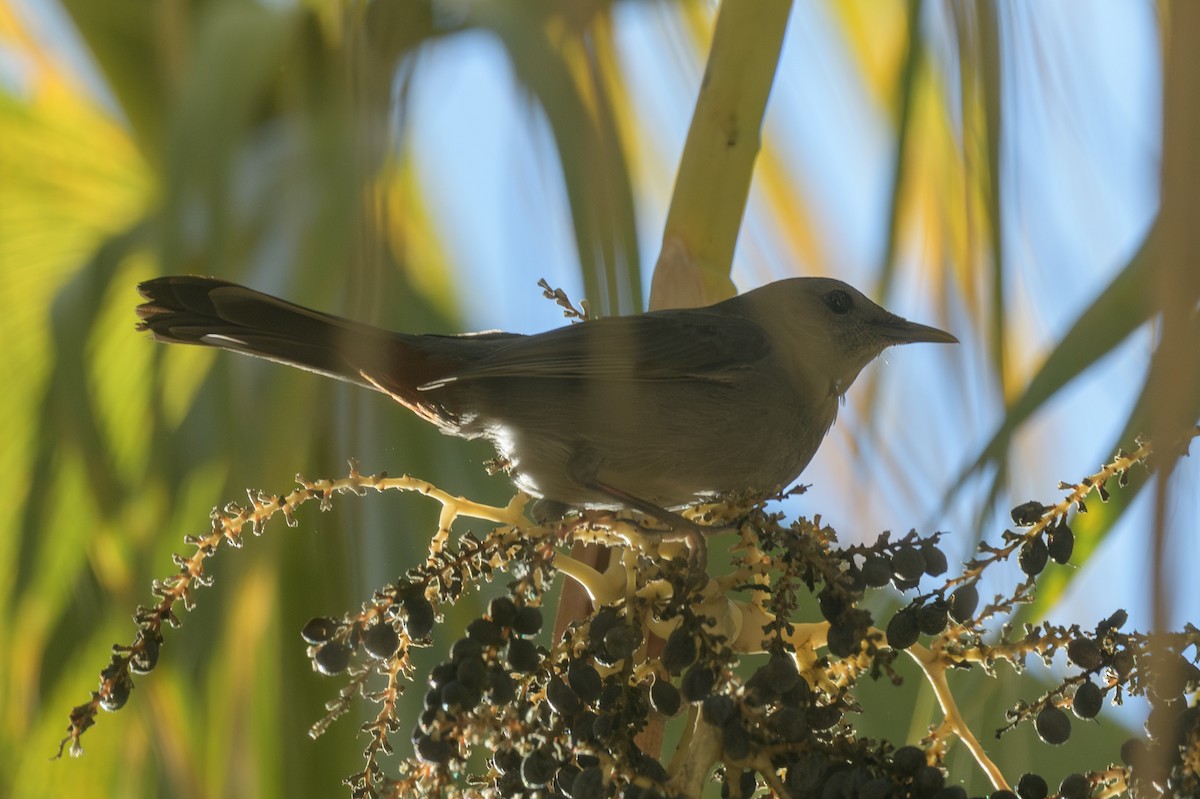 Gray Catbird - ML646311769
