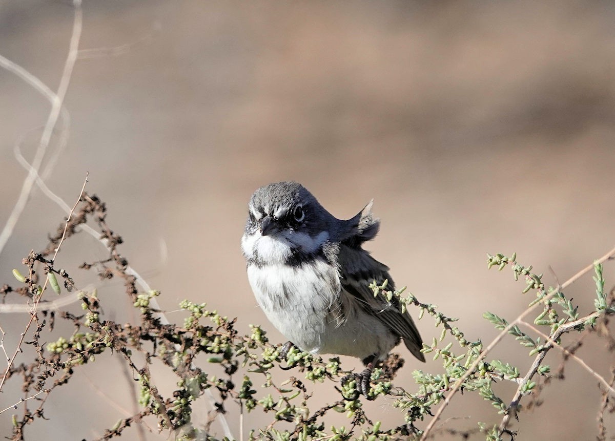 Bell's Sparrow - ML646311773